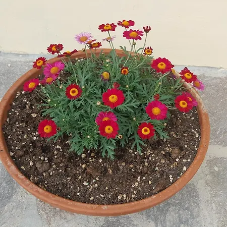 Podere Casa Al Vento * Montepulciano Stazione